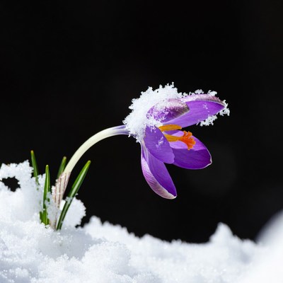 Purple Crocus Flower in Snow