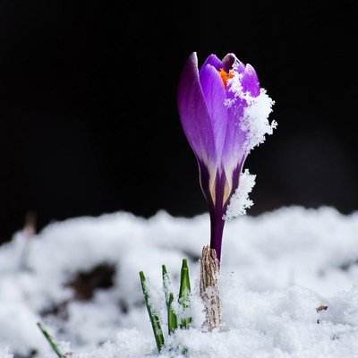Purple Crocus Emerging from Snow