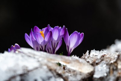 Purple crocuses on snowy log