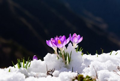 Purple crocuses blooming in snow