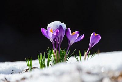 Purple crocuses blooming in snow