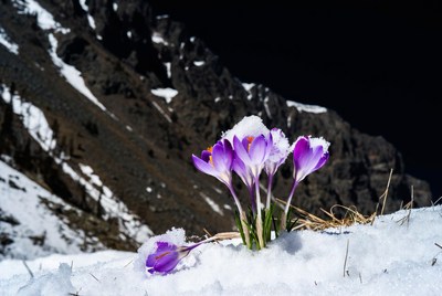 Purple crocuses blooming in snow