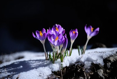 Purple crocuses blooming in snow