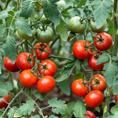 Ripe tomatoes on green vine