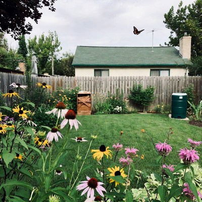 Backyard Garden with Monarch Butterfly