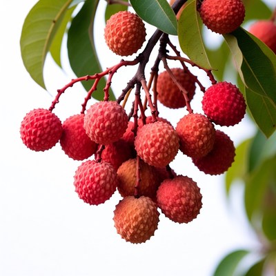 Ripe Lychee Fruit on Branch