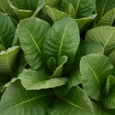 Close-up of lush green tobacco leaves