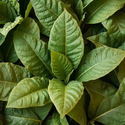 Fresh Tobacco Leaves Closeup