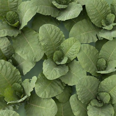 Fresh Green Cabbage Leaves