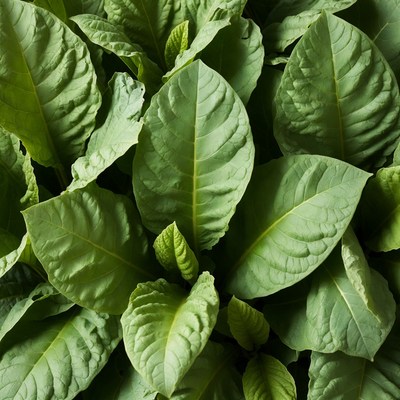 Lush Green Tobacco Leaves Closeup