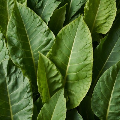 Fresh Tobacco Leaves Closeup