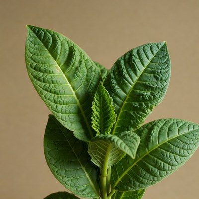 Fresh Tobacco Leaves Closeup