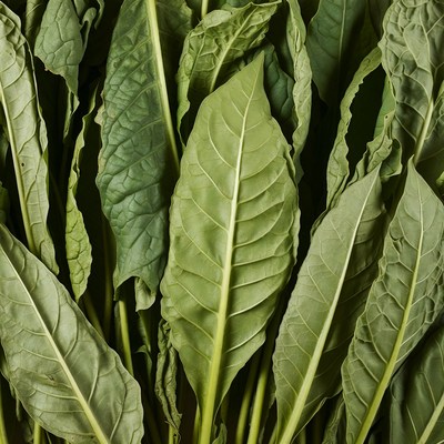 Fresh Green Collard Leaves
