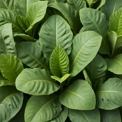 Lush Green Tobacco Leaves Closeup