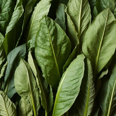 Close-up of fresh green tobacco leaves