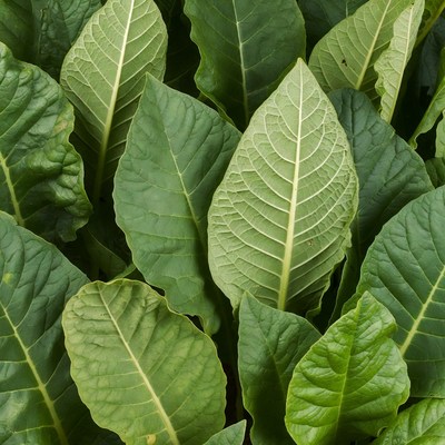 Close-up of lush tobacco leaves