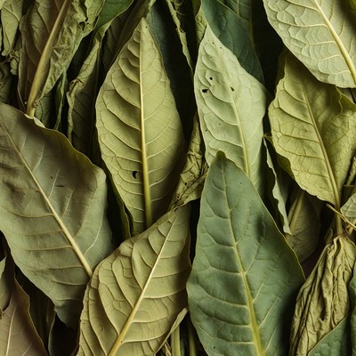 Close-up of Tobacco Leaves
