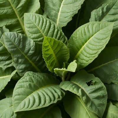 Tobacco Plant Leaves Closeup