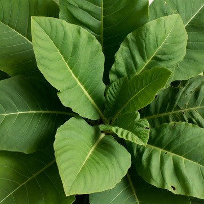 Close-up of vibrant green tobacco leaves