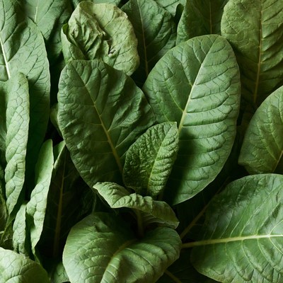 Fresh Tobacco Leaves Closeup