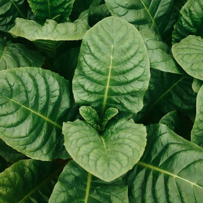 Close-up of lush green tobacco leaves
