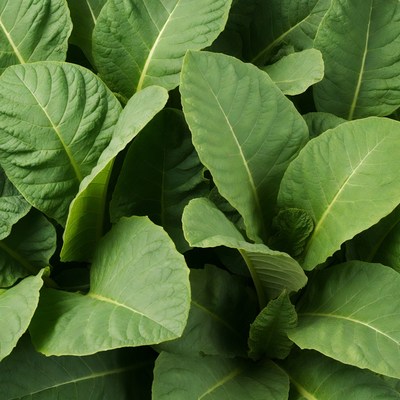 Fresh Tobacco Leaves Closeup