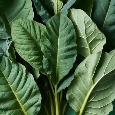 Lush Green Leaves Cluster