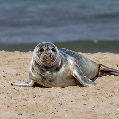 Harbor seal lounging on beach