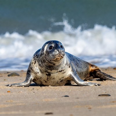 Harbor seal on beach