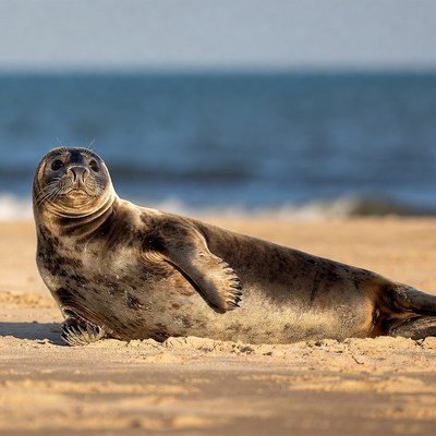 Harbor seal on beach