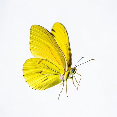 Yellow Butterfly on White Background