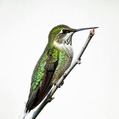 Green hummingbird perched on branch