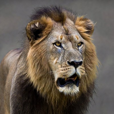 Roaring Lion Close-Up Portrait