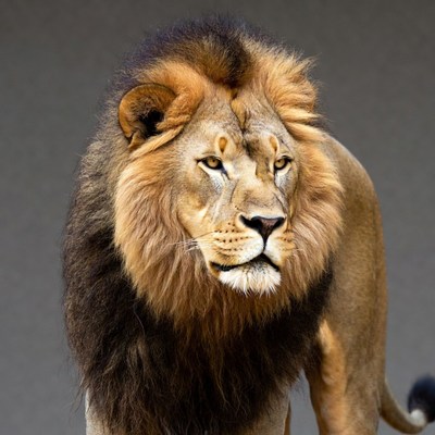 Majestic lion with thick mane