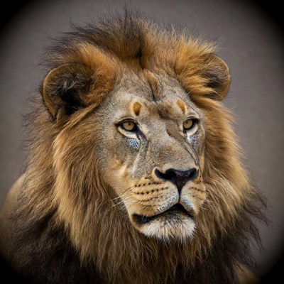 Close-up of majestic lion face