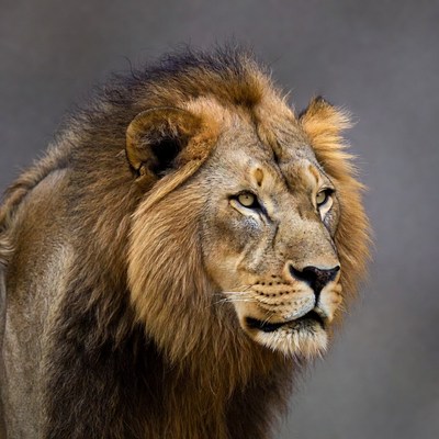 Lion with majestic mane