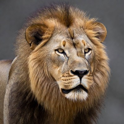 Majestic lion close-up portrait