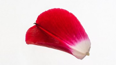 Red Tulip Petal Isolated Background