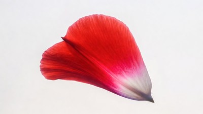 Red Hibiscus Petal Isolated Background