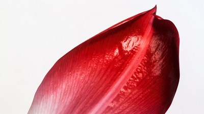 Red Anthurium Flower Isolated