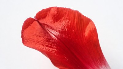 Red Tulip Petal Isolated Background