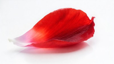 Red Rose Petal on White Background