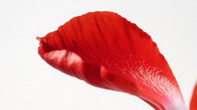 Red Gerbera Daisy Petal