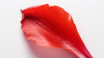 Red Hibiscus Petal Isolated