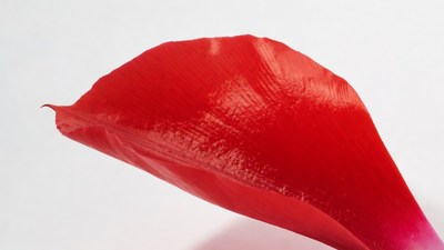 Red calla lily flower