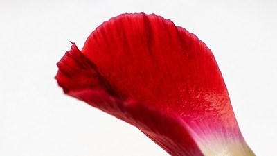 Red Flower Petal Isolated Background