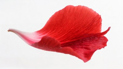 Red Hibiscus Petal on White Background