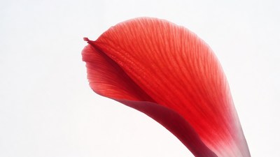 Red Flower Petal Isolated Background