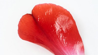 Bright red flower petal
