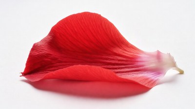 Red Rose Petal on White Background
